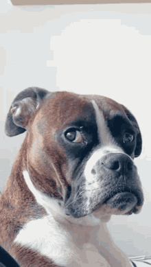 Boxer-quiz: Hur mycket vet du om denna hundras?
