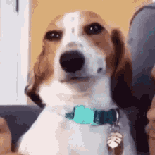 Quiz: Hur mycket vet du om Beagle? Upptäck det nu!