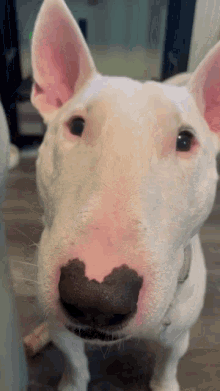 Quiz: Hur mycket vet du om Bull Terrier?