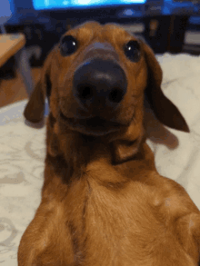 Quiz om Dachshund: Hur mycket vet du om denna hundras?
