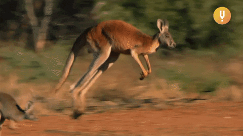 Quiz om kängurur: Hur mycket vet du om dessa hoppande djur?