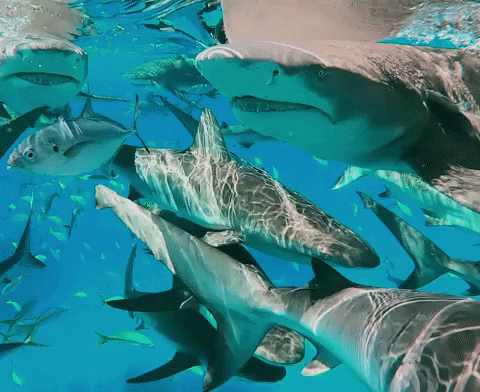 Ta reda på hur mycket du vet om hajar med detta quiz!