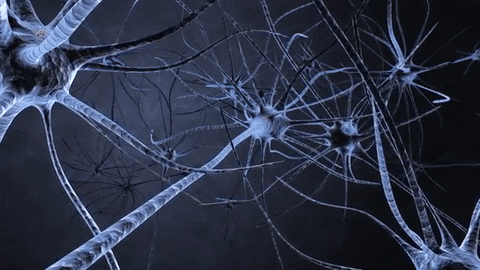 Nervsystem-quiz: Hur mycket vet du om din hjärna och dina nerver?